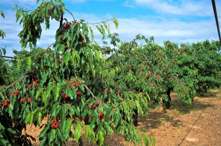 Продава ПАРЦЕЛ, с. Горна Гращица, област Кюстендил