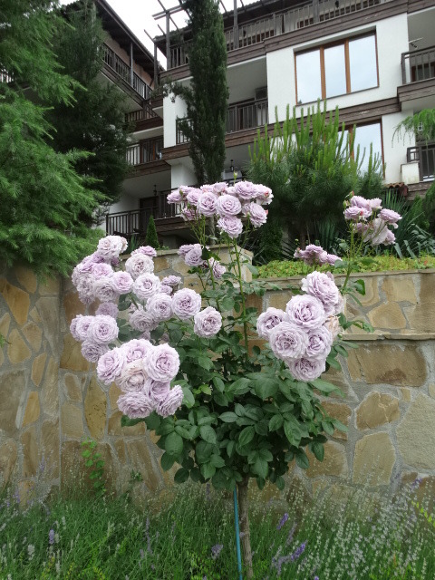 ������� 2-����� | Imot.bg � ����������� 7