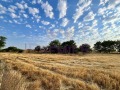 Продава ПАРЦЕЛ, област Добрич, с. Змеево • 80000 € / 156466.40 лв. • 47057786 10