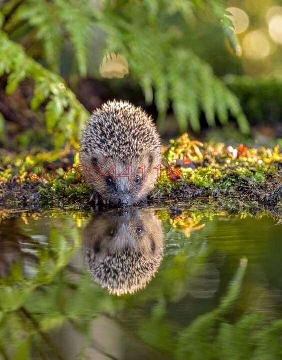 Продава ЗЕМЕДЕЛСКА ЗЕМЯ, с. Лилково, област Пловдив, снимка 8 - Земеделска земя - 53139358