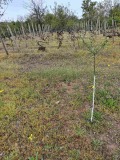Продава ВИЛА, гр. Плевен, м-т Мъртва долина, снимка 7