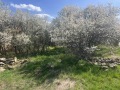 Продава ПАРЦЕЛ, с. Боерица, област София област, снимка 4