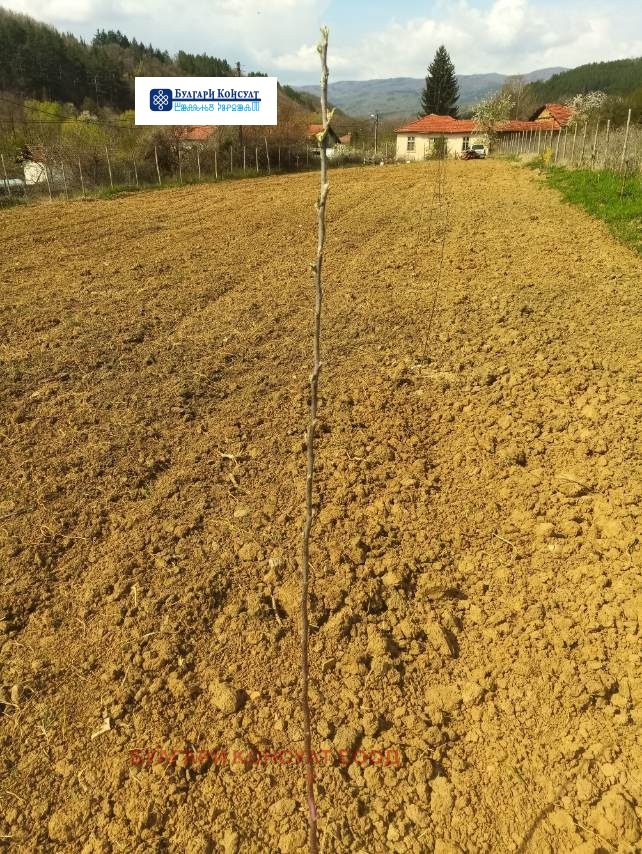 Продава ЗЕМЕДЕЛСКА ЗЕМЯ | Imot.bg — изображение 4