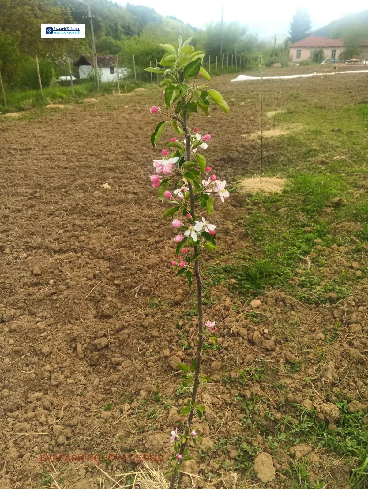 Продава ЗЕМЕДЕЛСКА ЗЕМЯ | Imot.bg — изображение 5