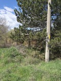 Продава ПАРЦЕЛ, с. Синаговци, област Видин, снимка 4