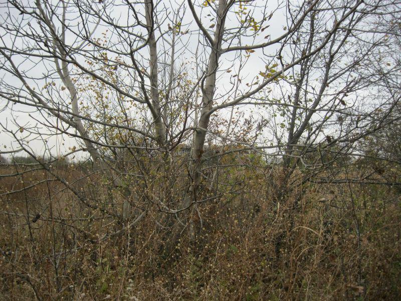 ������� ������ | Imot.bg � ����������� 11