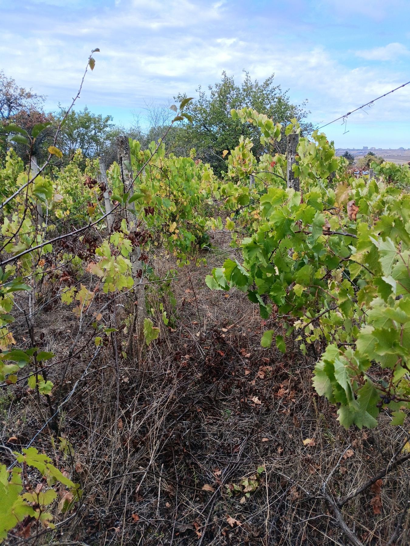 ������� ������ | Imot.bg � ����������� 1