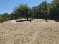 Продава ПАРЦЕЛ, област София, гр. Елин Пелин • 160000 € • 59519896 — Holmes.bg