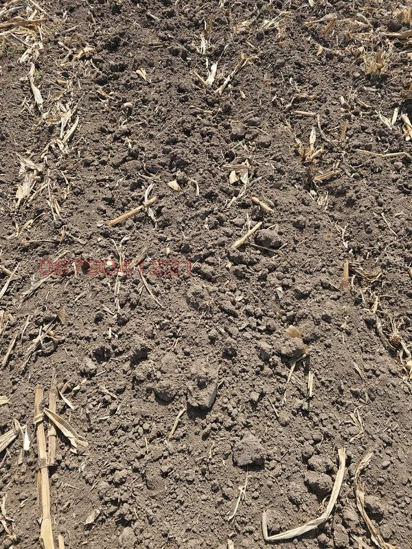 Продава ЗЕМЕДЕЛСКА ЗЕМЯ, с. Боянци, област Пловдив, снимка 11 - Земеделска земя - 53557037