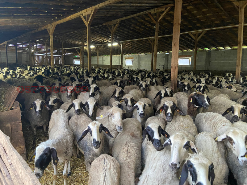 Продава БИЗНЕС ИМОТ, с. Гранит, област Стара Загора, снимка 6 - Други - 53572207