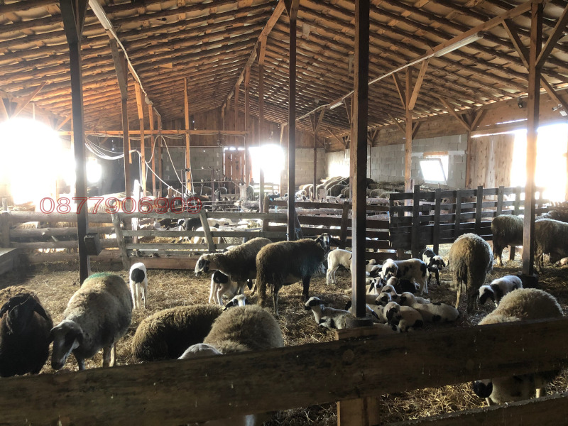 Продава БИЗНЕС ИМОТ, с. Гранит, област Стара Загора, снимка 5 - Други - 53572207