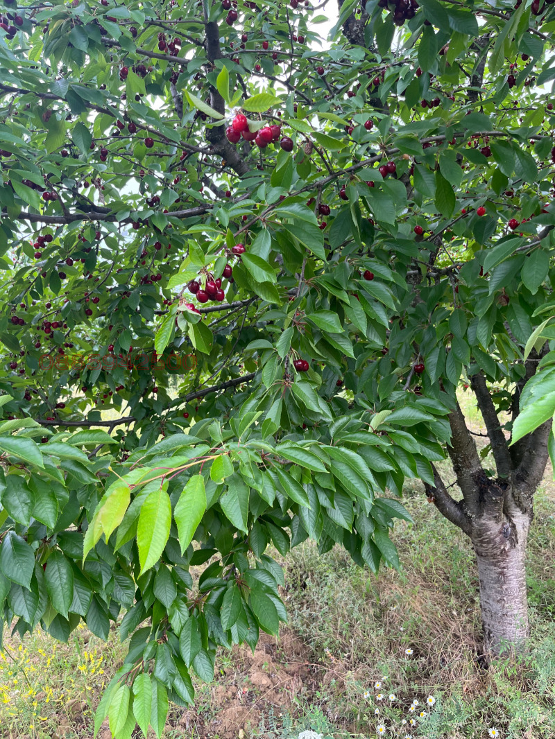 Продава ЗЕМЕДЕЛСКА ЗЕМЯ, с. Лиляч, област Кюстендил, снимка 2 - Земеделска земя - 53395757
