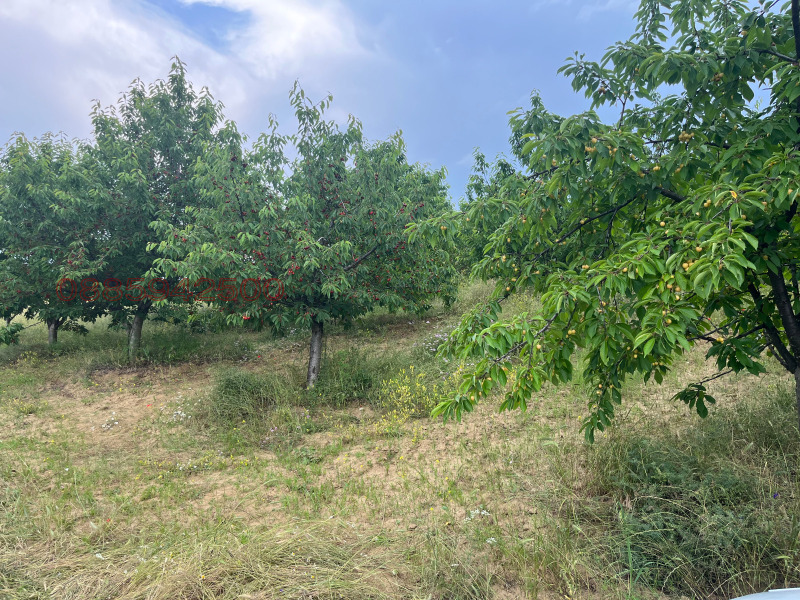 Продава ЗЕМЕДЕЛСКА ЗЕМЯ, с. Лиляч, област Кюстендил, снимка 4 - Земеделска земя - 53395757