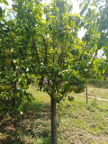 Продава ВИЛА, с. Щипско, област Варна, снимка 5