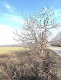 Продава  Земеделска земя област Пловдив , гр. Перущица , 1060 дка | 50413118