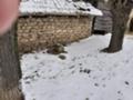 Продава КЪЩА, с. Становец, област Шумен, снимка 8