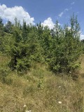 Продава ПАРЦЕЛ, област София, гр. Костинброд • 30000 лв. • 68524983 — Holmes.bg