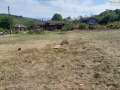 Продава ПАРЦЕЛ, с. Горно Церовене, област Монтана, снимка 7