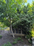 Продава КЪЩА, област Велико Търново, гр. Полски Тръмбеш • 35800 € • 33419345 — Holmes.bg