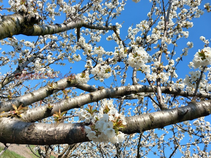 Продава ЗЕМЕДЕЛСКА ЗЕМЯ, с. Сребърна, област Силистра