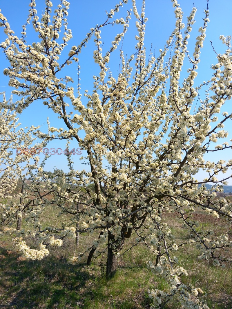 Продава ЗЕМЕДЕЛСКА ЗЕМЯ, с. Сребърна, област Силистра, снимка 2 - Земеделска земя - 52784222