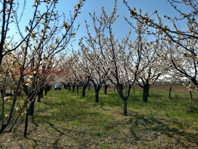 Продава ЗЕМЕДЕЛСКА ЗЕМЯ, с. Сребърна, област Силистра, снимка 4 - Земеделска земя - 52784222