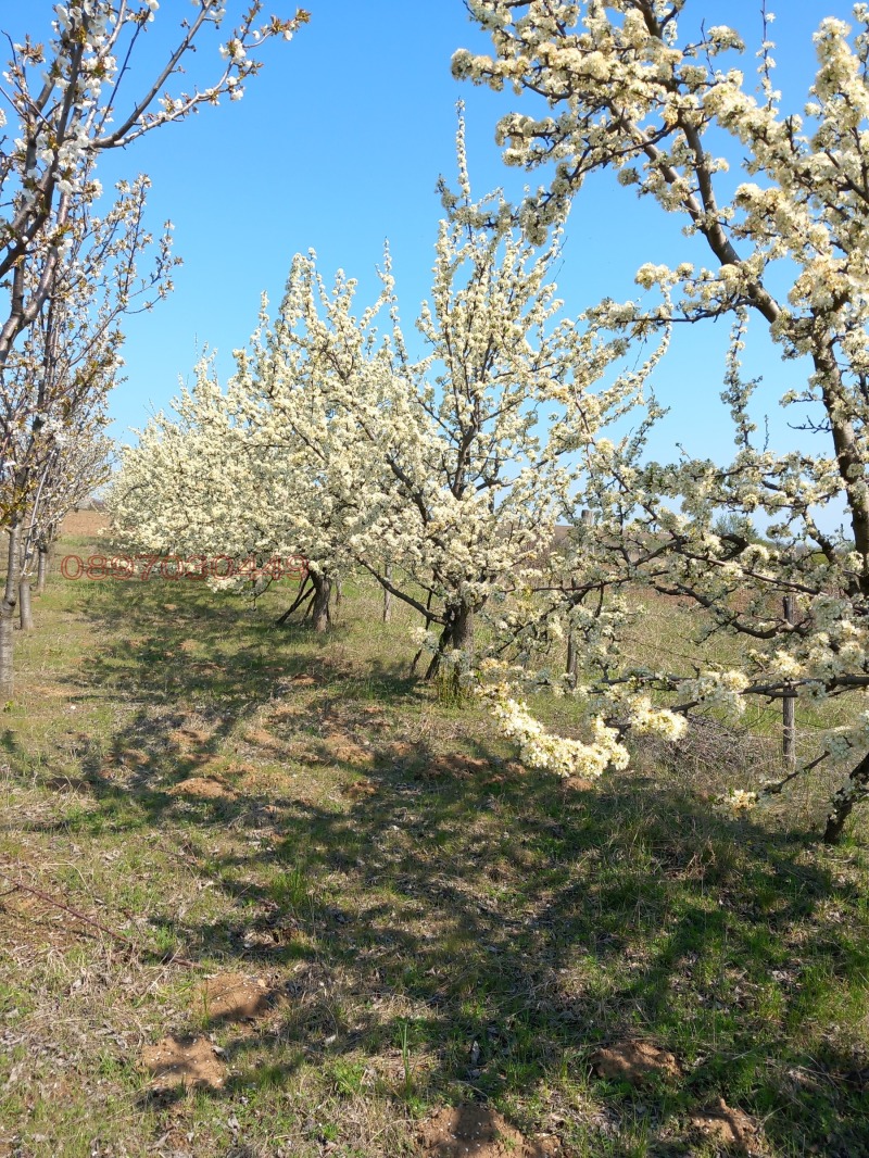 Продава ЗЕМЕДЕЛСКА ЗЕМЯ, с. Сребърна, област Силистра, снимка 3 - Земеделска земя - 52784222