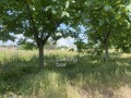 Продава КЪЩА, област Пловдив, с. Стряма • 70000 € / 136908.10 лв. • 17706492 10