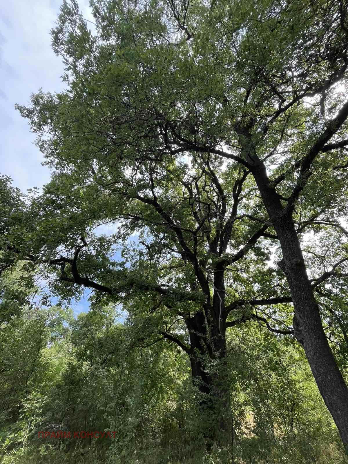 Продава ПАРЦЕЛ | Imot.bg — изображение 4