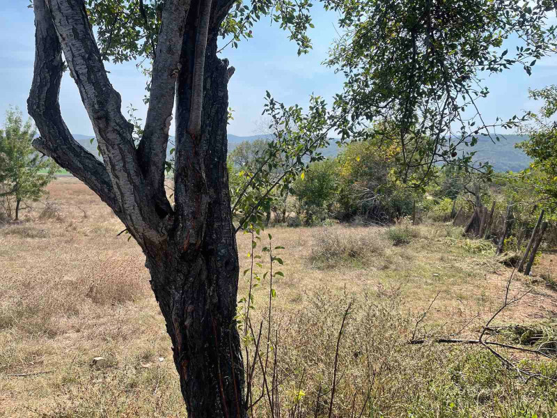 For Sale  Plot region Varna , Popovich , 1336 sq.m | 81415996 - image [4]