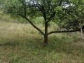Продава ПАРЦЕЛ, област Перник, с. Студена • 40000 лв. • 95533139 — Holmes.bg
