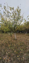 Продава  Къща област Враца , гр. Роман , 120 кв.м | 28536756 - изображение [8]