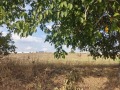 Продава ПАРЦЕЛ, област Хасково, магистрала Марица • 36000 € / 70409.88 лв. • 23870270 3