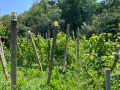 Продава КЪЩА, с. Галиче, област Враца, снимка 10