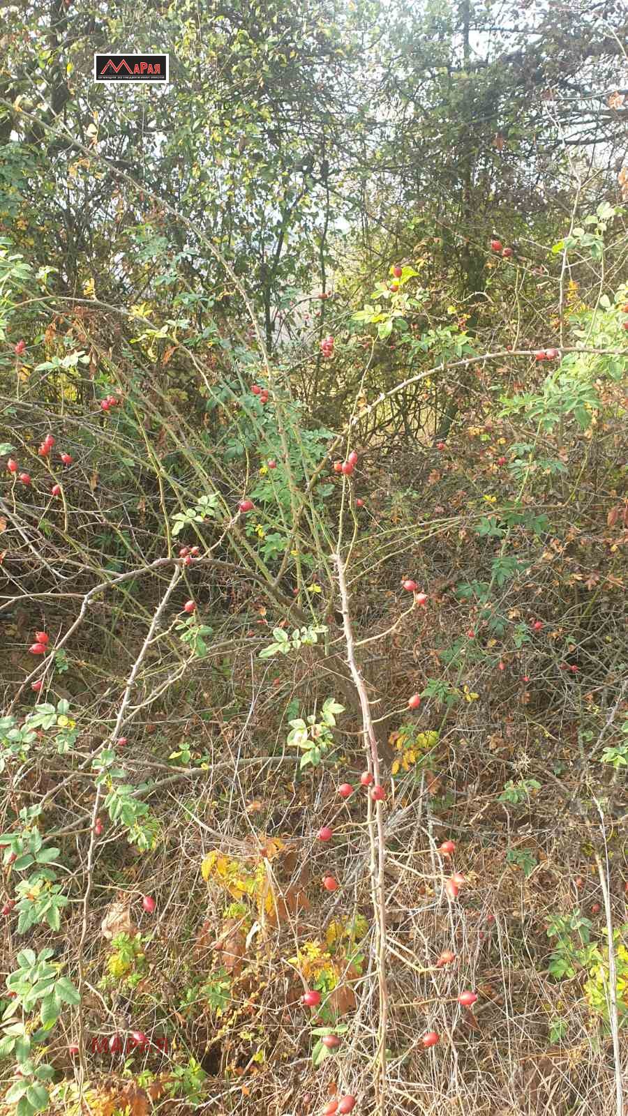 Продава ПАРЦЕЛ | Imot.bg — изображение 1