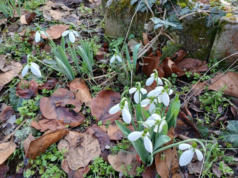 Продава КЪЩА, с. Отец Паисиево, област Пловдив, снимка 5 - Къщи - 53419000