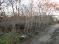 Продава  Парцел област Варна , с. Червенци , 2000 кв.м | 13547346 - изображение [6]