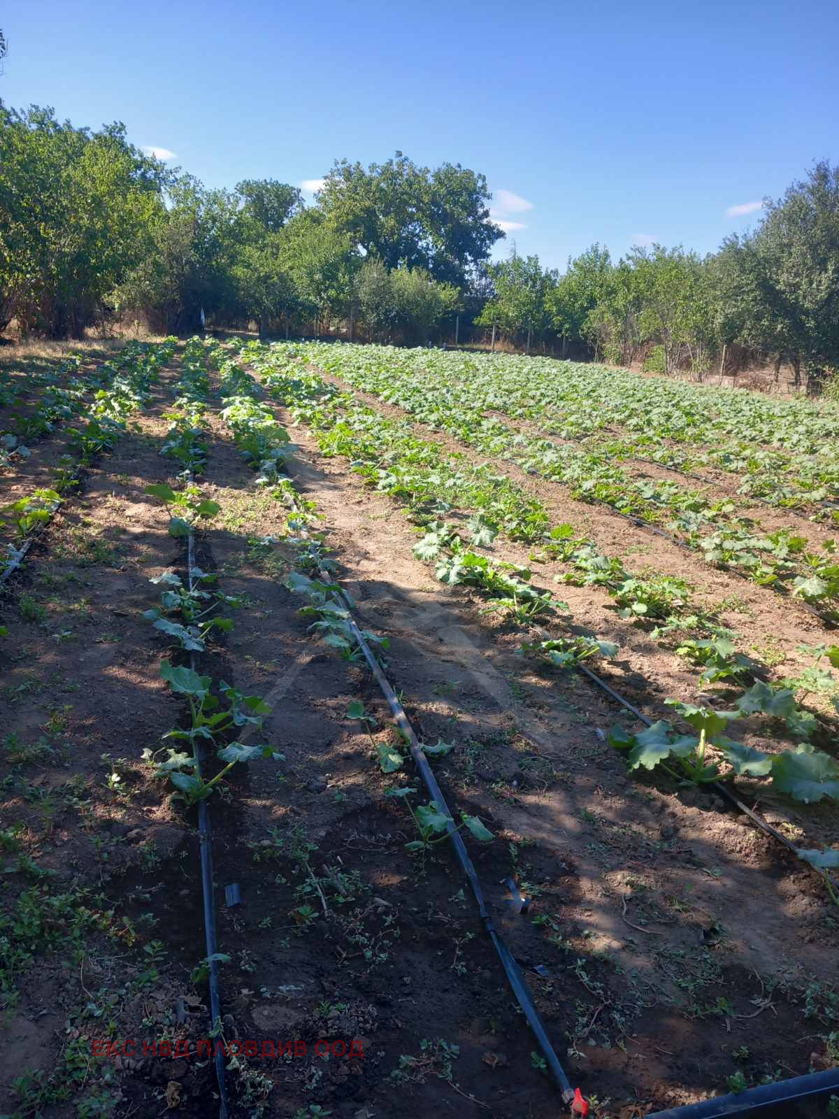 Продава КЪЩА, с. Опълченец, област Стара Загора, снимка 6 - Къщи - 53909739