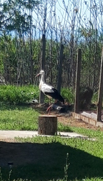 Продава КЪЩА, с. Радево, област Сливен, снимка 17 - Къщи - 52780045