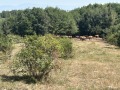 Продава ПАРЦЕЛ, гр. София, с. Бистрица, снимка 4