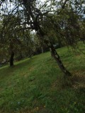 Продава ПАРЦЕЛ, с. Рибарица, област Ловеч, снимка 8