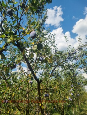 Terra Kazatchevo, região Lovech 8