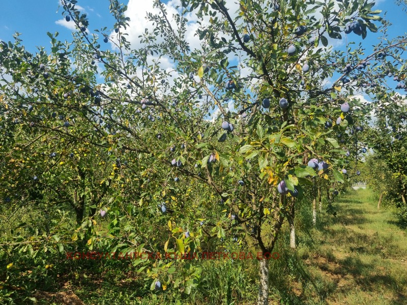 Satılık  Kara bölge Lofça , Kazaçevo , 8 dka | 13587190 - görüntü [7]