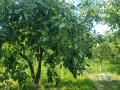 Продава ЗЕМЕДЕЛСКА ЗЕМЯ, с. Казачево, област Ловеч, снимка 2