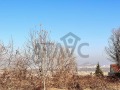 Продава ПАРЦЕЛ, област Пловдив, с. Марково • 239999 € / 469397.24 лв. • 69617943 3