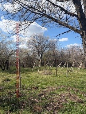 Dom Radjuwene, region Łowecz 8