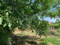 Продава ПАРЦЕЛ, област Пловдив, с. Горна махала • 30000 € / 58674.90 лв. • 45769478 2