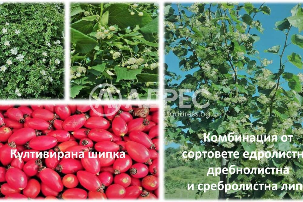 ������� ���������� ���� | Imot.bg � ����������� 6