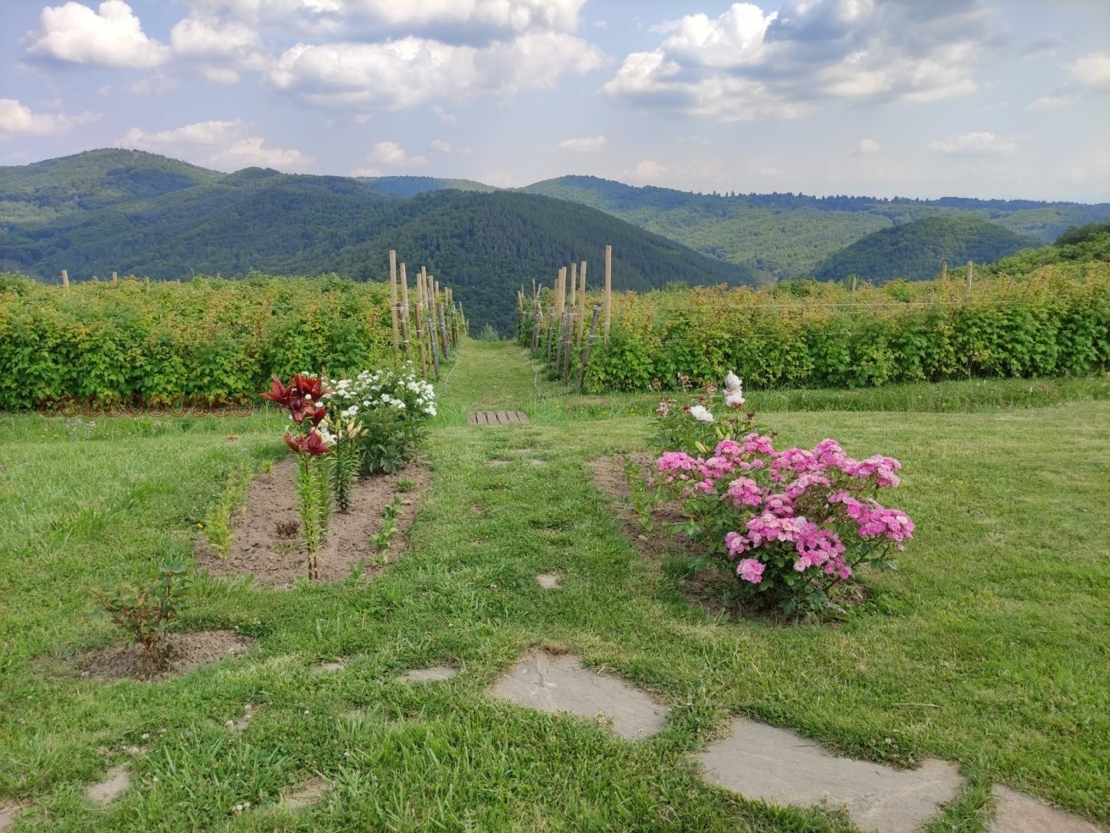 Продава ПАРЦЕЛ, гр. София, с. Железница, снимка 2 - Парцели - 53921391