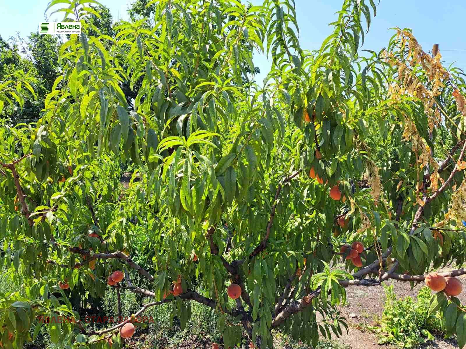 Продава КЪЩА, с. Тракия, област Стара Загора, снимка 14 - Къщи - 56129889